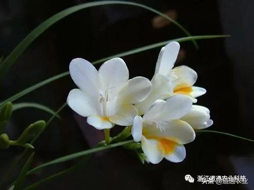 春天到了阳台还是空空荡荡？正适合种这几种花，美得让人惊艳