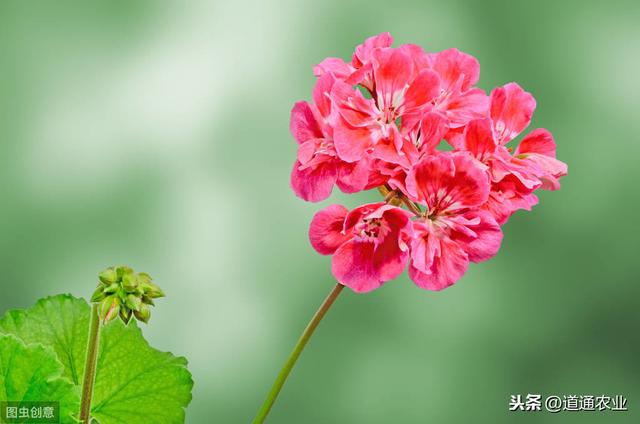 刚入手的天竺葵如何换盆？用“这方法”最靠谱，带着花苞也能服盆