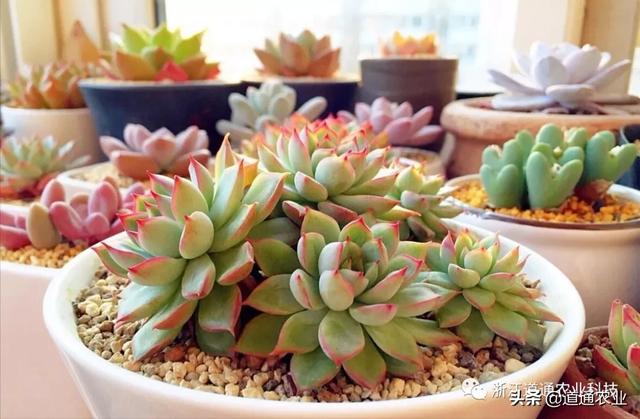 春天到了阳台还是空空荡荡？正适合种这几种花，美得让人惊艳