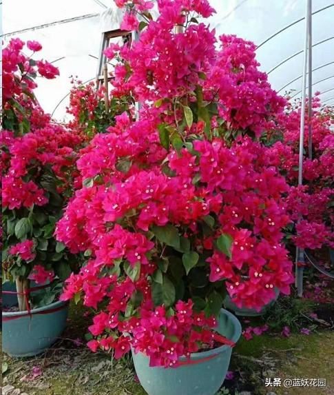 养三角梅避开这3点，开花快又多
