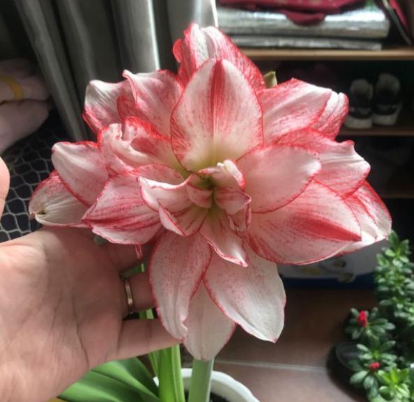 朱顶红开花又大又漂亮，你知道怎么给它换盆、修根操作吗？