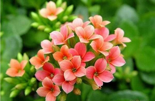 长寿花满盆都是花苞，却不开，教你几招“催花术”，管用