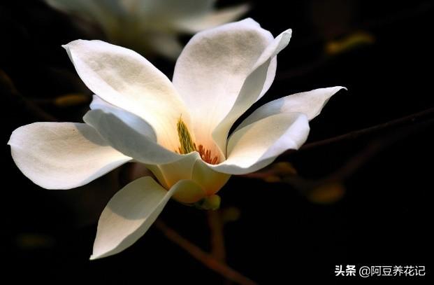 要想玉兰花期长久，花朵硕大，花量繁多，学习“4点”，顺利实现
