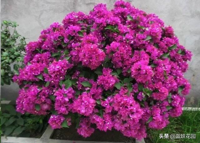 养三角梅避开这3点，开花快又多
