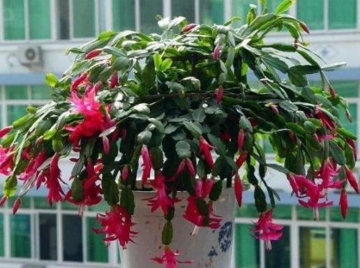 此种年宵花根叶一体，盆栽多注意4点，开花多、不掉花苞