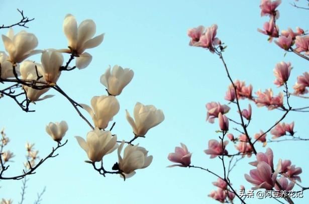 要想玉兰花期长久，花朵硕大，花量繁多，学习“4点”，顺利实现