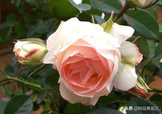 家养“可爱多”，肥料是关键，选对了长势良好，用错了花朵枯萎