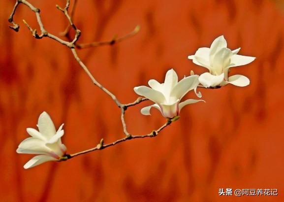 要想玉兰花期长久，花朵硕大，花量繁多，学习“4点”，顺利实现