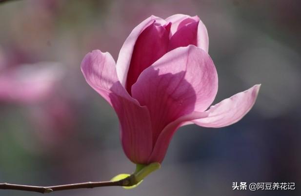 要想玉兰花期长久，花朵硕大，花量繁多，学习“4点”，顺利实现