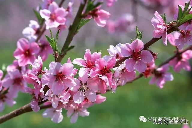 春天到了阳台还是空空荡荡？正适合种这几种花，美得让人惊艳