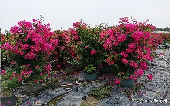 养三角梅避开这3点，开花快又多
