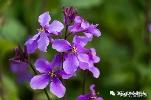 春天到了阳台还是空空荡荡？正适合种这几种花，美得让人惊艳