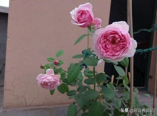 家养“可爱多”，肥料是关键，选对了长势良好，用错了花朵枯萎