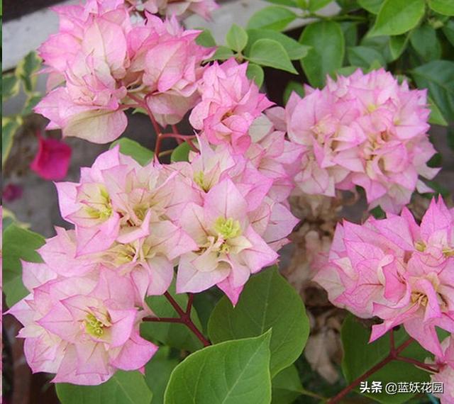 养三角梅避开这3点，开花快又多
