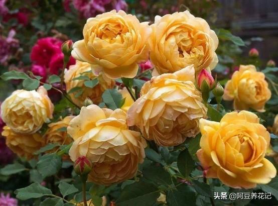 家养“可爱多”，肥料是关键，选对了长势良好，用错了花朵枯萎