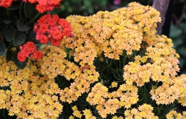 养长寿花，必须具备这些“条件”，随便缺一个，都会导致它不开花