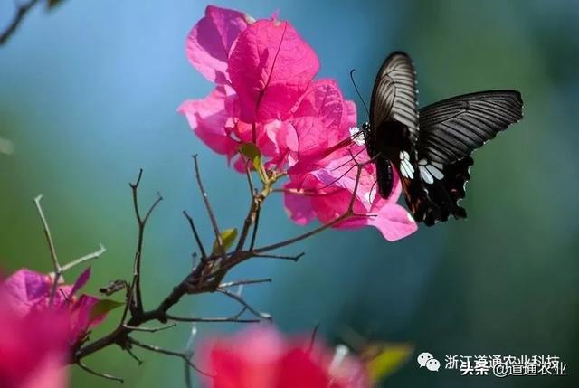 春天到了阳台还是空空荡荡？正适合种这几种花，美得让人惊艳