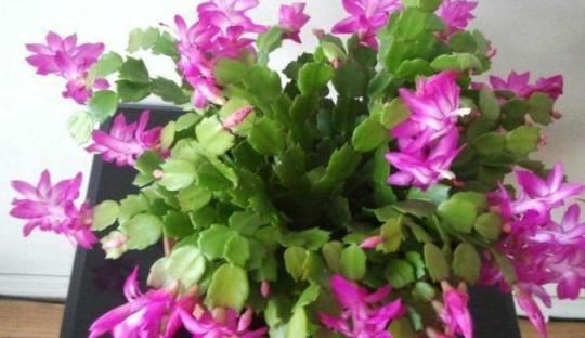 此种年宵花根叶一体，盆栽多注意4点，开花多、不掉花苞