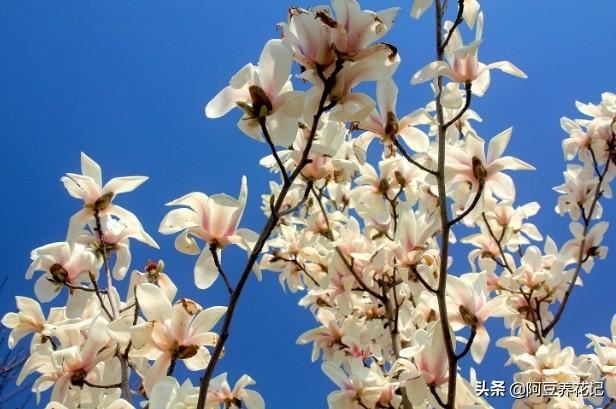 要想玉兰花期长久，花朵硕大，花量繁多，学习“4点”，顺利实现
