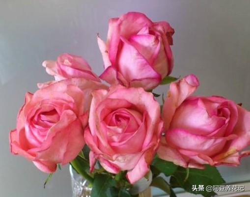 养伊芙月季，要有耐心，出现“黑杆”，学习“3点”，花开不断