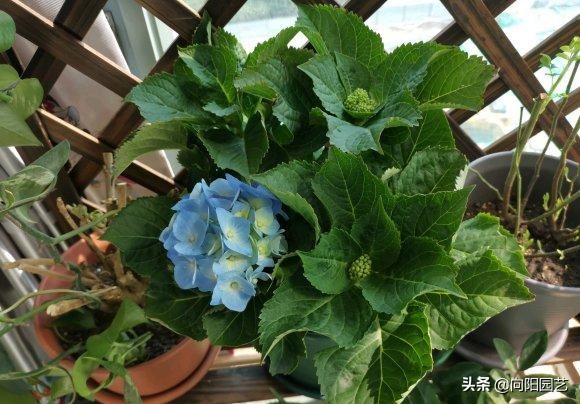 绣球晒晒太阳，清理枯枝烂叶，预防“灰霉菌”，开花早花期长
