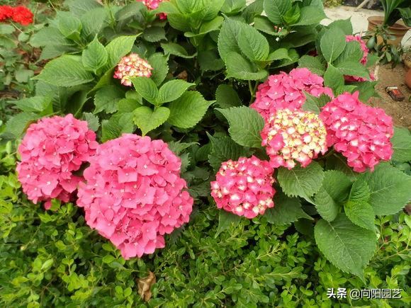 绣球晒晒太阳，清理枯枝烂叶，预防“灰霉菌”，开花早花期长
