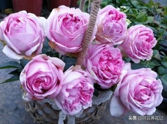养伊芙月季，要有耐心，出现“黑杆”，学习“3点”，花开不断