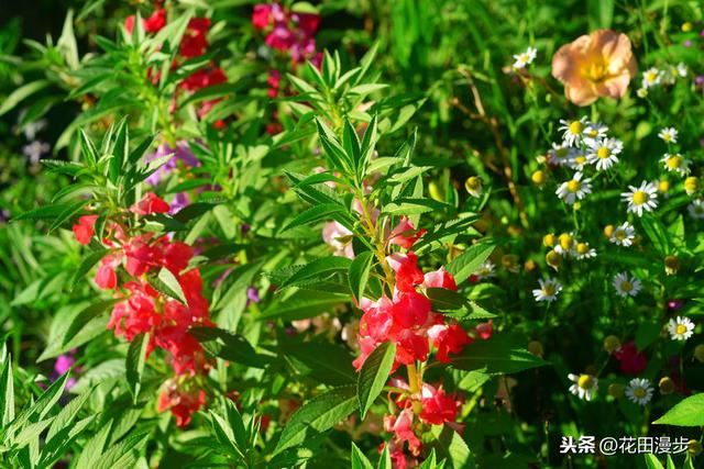 凤仙花，播种、养护方法，这些学起来，轻松开满盆，花量多色艳