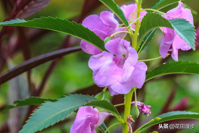 凤仙花，播种、养护方法，这些学起来，轻松开满盆，花量多色艳