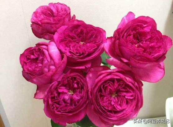 养伊芙月季，要有耐心，出现“黑杆”，学习“3点”，花开不断
