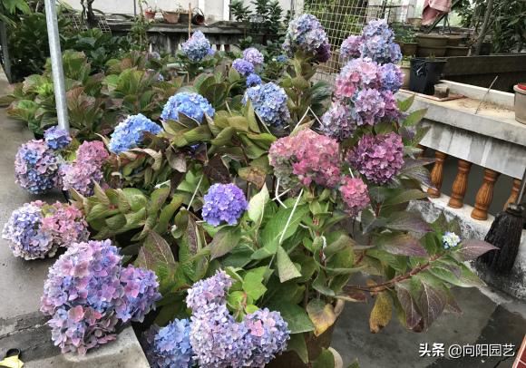 绣球晒晒太阳，清理枯枝烂叶，预防“灰霉菌”，开花早花期长