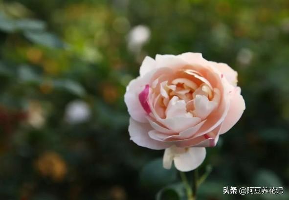 养伊芙月季，要有耐心，出现“黑杆”，学习“3点”，花开不断