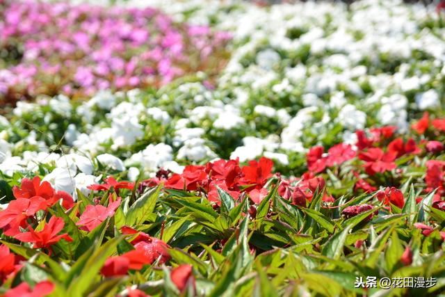 凤仙花，播种、养护方法，这些学起来，轻松开满盆，花量多色艳