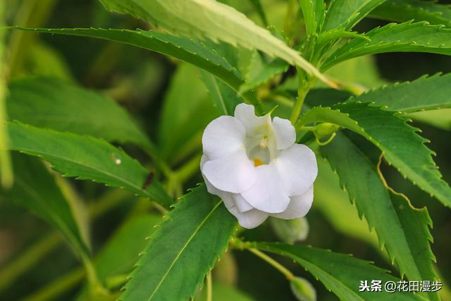凤仙花，播种、养护方法，这些学起来，轻松开满盆，花量多色艳
