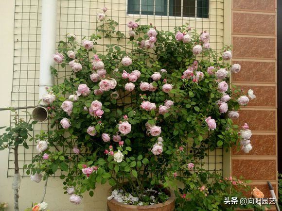 南方没有“冬天”，月季开的正旺，做到这3点，北方也能盛开
