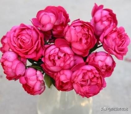养伊芙月季，要有耐心，出现“黑杆”，学习“3点”，花开不断
