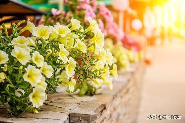 冬季养矮牵牛，做好这几步，不止平安越冬，还能继续花开爆盆