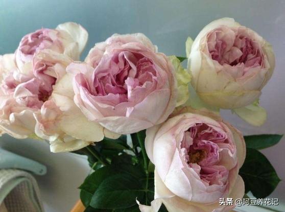 养伊芙月季，要有耐心，出现“黑杆”，学习“3点”，花开不断
