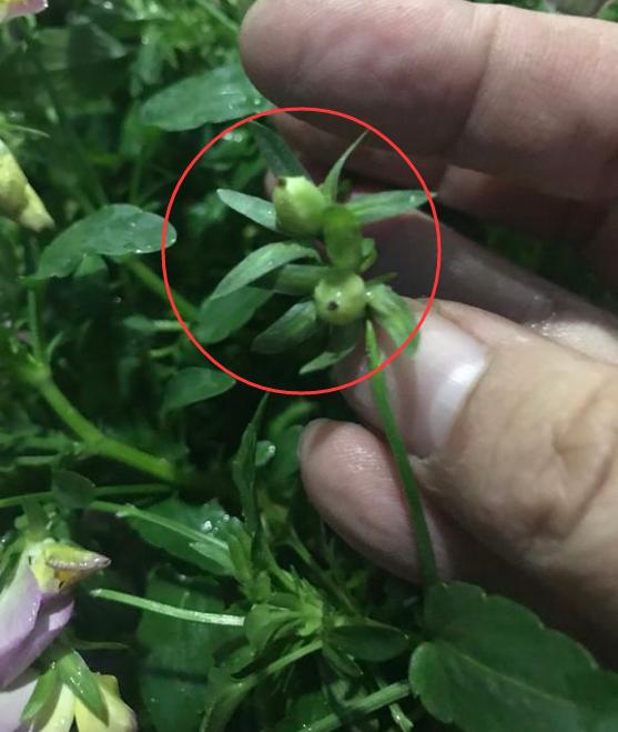 现在养角堇多做1件事，结出大把种子，秋冬不花钱种出好几盆
