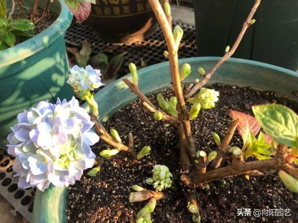 绣球晒晒太阳，清理枯枝烂叶，预防“灰霉菌”，开花早花期长