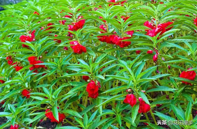 凤仙花，播种、养护方法，这些学起来，轻松开满盆，花量多色艳
