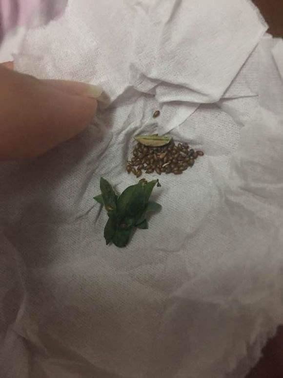 现在养角堇多做1件事，结出大把种子，秋冬不花钱种出好几盆