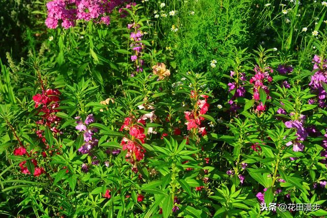 凤仙花，播种、养护方法，这些学起来，轻松开满盆，花量多色艳