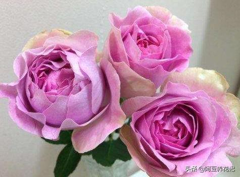 养伊芙月季，要有耐心，出现“黑杆”，学习“3点”，花开不断