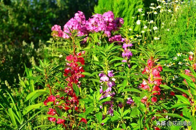 凤仙花，播种、养护方法，这些学起来，轻松开满盆，花量多色艳