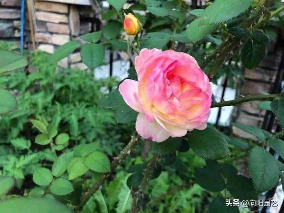 南方没有“冬天”，月季开的正旺，做到这3点，北方也能盛开
