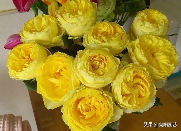 南方没有“冬天”，月季开的正旺，做到这3点，北方也能盛开