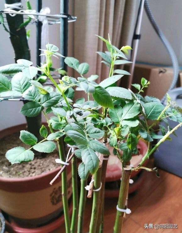 南方没有“冬天”，月季开的正旺，做到这3点，北方也能盛开