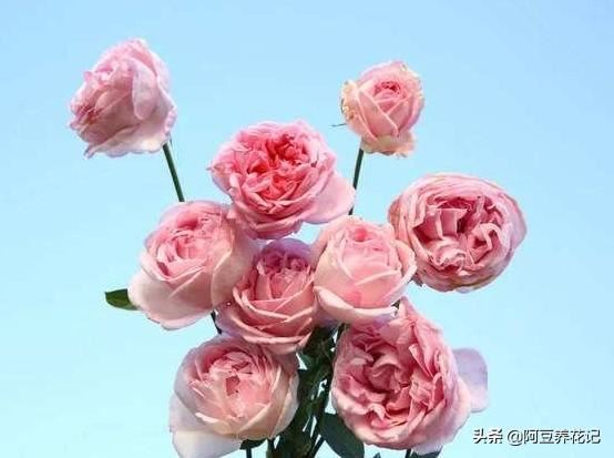 养伊芙月季，要有耐心，出现“黑杆”，学习“3点”，花开不断