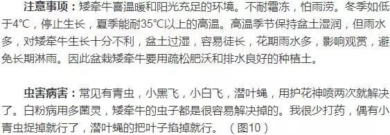 养花，矮牵牛，矮牵牛，种出宣传图片爆美效果